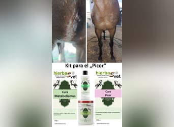 Dermatitis estival equina