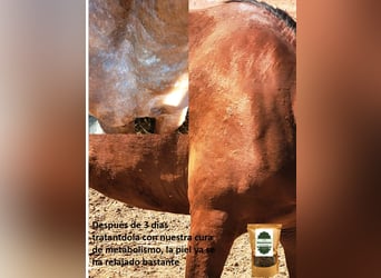 Dermatitis estival equina