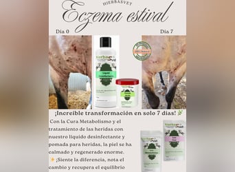 Dermatitis estival equina