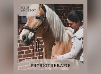 Ganzheitliche Pferdephysiotherapie / Physiotherapie für Pferde 