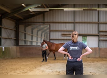 Physiotherapie für dein Pferd