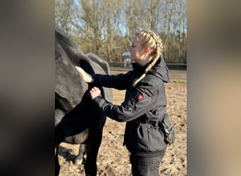 "Physiotherapie und Tensegrales Training für dein Pferd