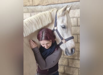  Sanfte Osteopathie und Training für Pferde  