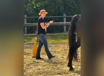  Sanfte Osteopathie und Training für Pferde  