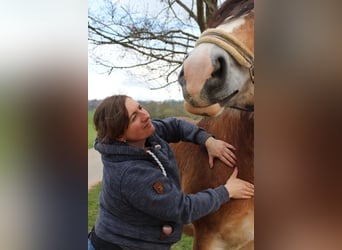 Tierphysiotherapie Raum Weißenburg 