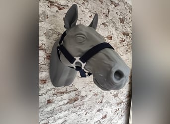 Halfter für Shetlandpony "Blau"