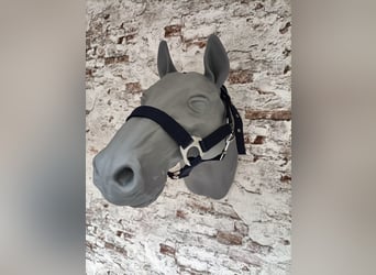 Halfter für Shetlandpony "Blau"