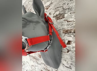 Halfter für Shetlandpony "Rot"