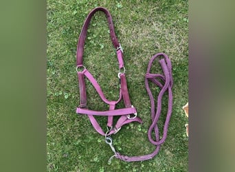 Halfter bordeaux Cob