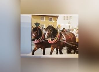 Komplette Sätze Pferdegeschirre mit Halfter