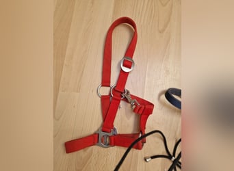 2 Shetty halfter rot /blau