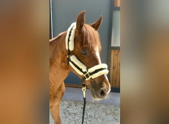 Tolles Ponyhalfter von KENTUCKY 