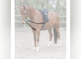 Waldhausen Star Dreieckszügel einteilig X-LINE schwarz UVP 39,95€