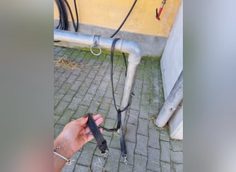 Martingal zu verkaufen
