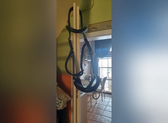 Kappzaum Kiefer,  schwarz Warmblut