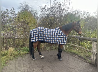 Abschwitzdecken 145/155