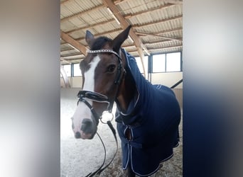 Absolute Rarität: High Quality Fleece Abschwitzdecke mit Halsteil Navy (Limitiert / Nicht im Handel