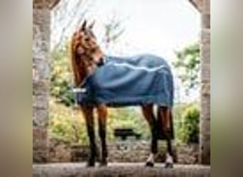 HORSEWARE Unterdecke Dry Liner, Pferdedecke, 145 cm, navy/ silber, 50g