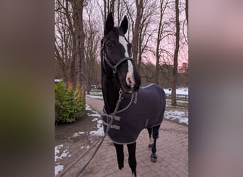 Ikonic Quilt Abschwitzdecke Stalldecke gesteppt blau L Kreuzgurte