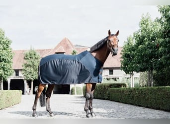 Kentucky Horsewear Abschwitz- und Fliegendecke Mesh Combo Cooler Sheet Grösse 155