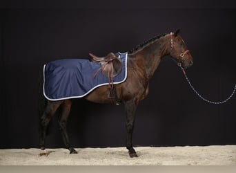 2 Ausreitdecken 600D Ripstop 125/175 cm