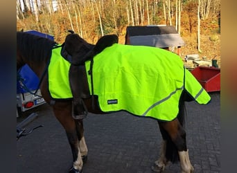 Neu+ovp! BUSSE REGEN-AUSREITDECKE 145cm! Inkl. Versand!