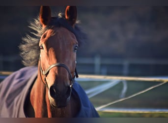 Pferdedecken waschen, imprägnieren, reparieren