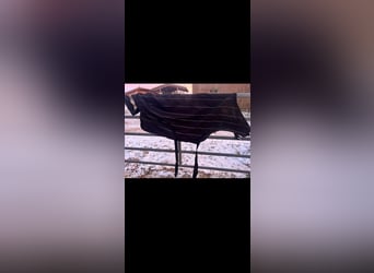 Waldhausen Führmaschinendecke Walker Decke Reflex Fleece 135 cm