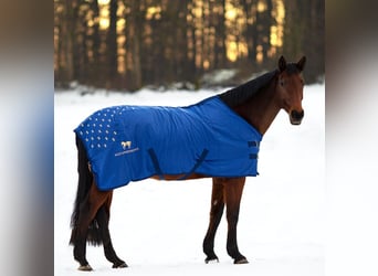 ACCUHORSEMAT DECKE ORIGINAL 