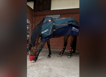 Bemer Horse Set 8/2023