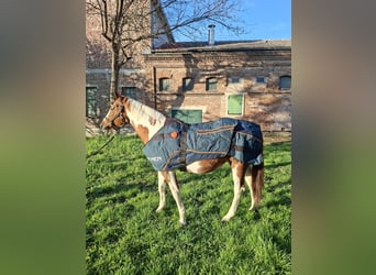 Bemer horse set