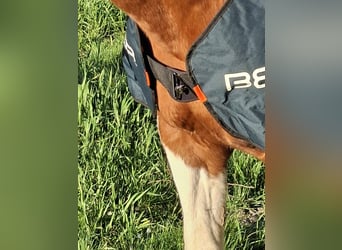 Bemer horse set
