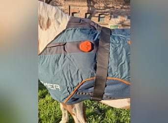 Bemer horse set