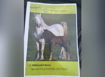 MAGmobil Horse Magnetfelddecke der Firma Knop