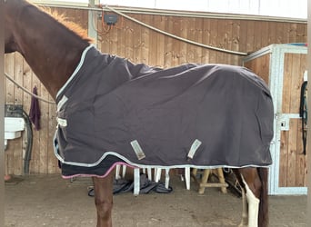 Horseware Amigo Bravo Wug Turnout 250g 145