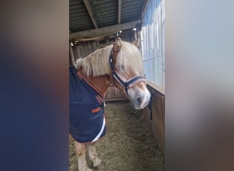Horseware Irland Rambo Turnout 50g 145cm