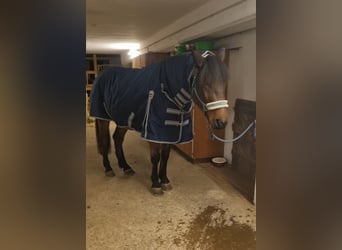 Outdoordecke 145 Fullneck 50g 