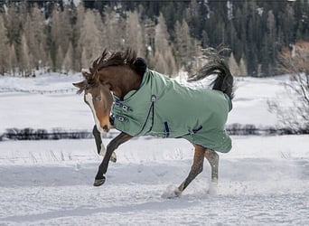 Winterdecke Highneck 125cm