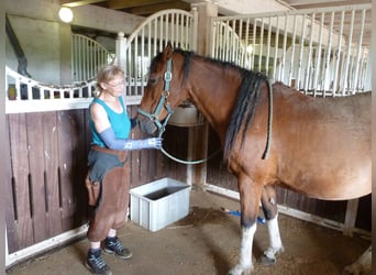 Huforthopädin (DIFHO) Huforthopädie Hufbearbeitung Barhuf