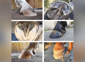 Professionelle Barhufbearbeitung