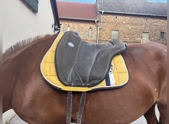 Brockamp Sattelpad/Reitpad in Grau