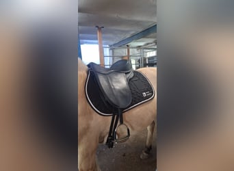 Freeform Flex Protect Dressage Baumlos 17,5