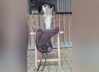 Signum Pad Dressage in Schoko, größe L zu verkaufen