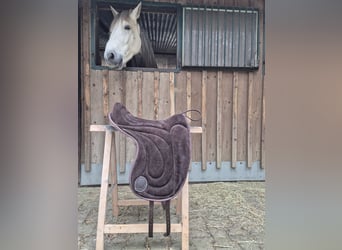 Signum Pad Dressage in Schoko, größe L zu verkaufen