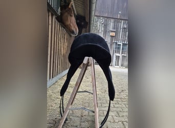 Signum Pad Dressage in Schwarz, größe L 