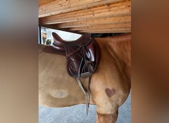 Antarès Cadence Dressursattel – 17,5 L – handmade in France