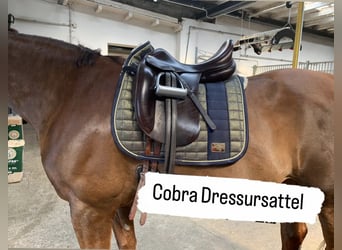 Cobra Dressursattel 18 Zoll braun