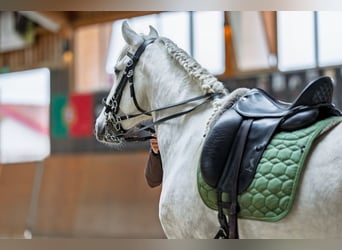 Deine Chance - Morgenroth Premium Sattel