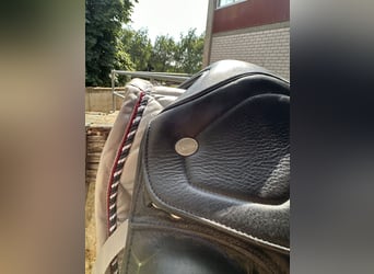 Dressage Evolution EVOD02 17" Schwarz/Lack