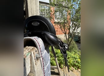 Dressage Evolution EVOD02 17" Schwarz/Lack